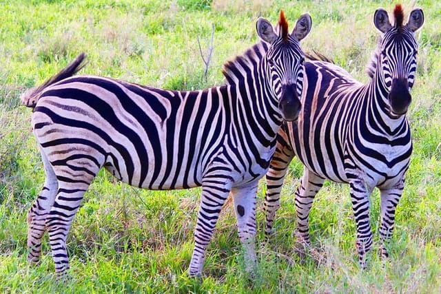 Pilanesberg Full Day Safari Experience - Photo 1 of 11